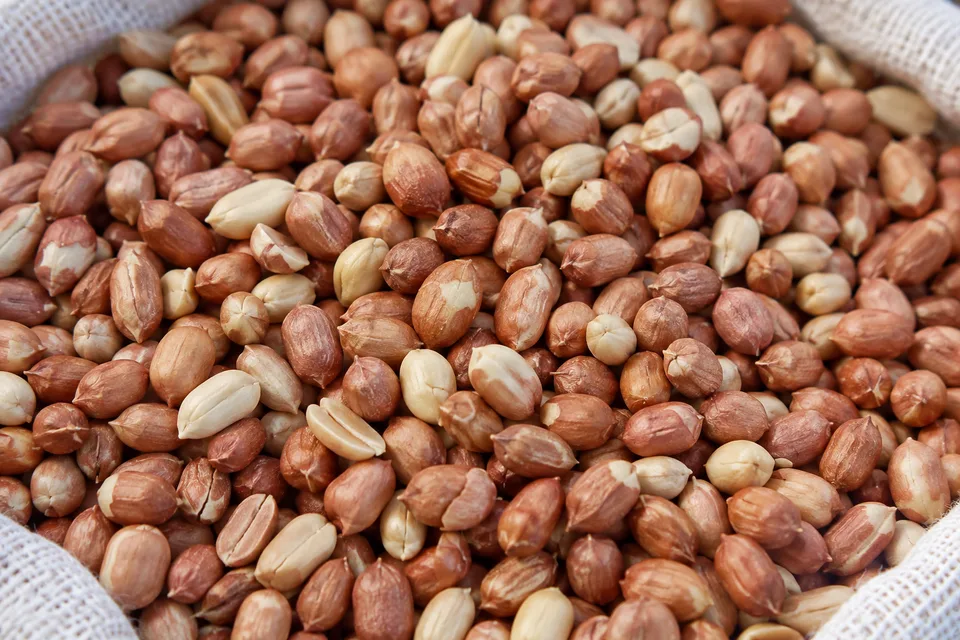 Representative shelled peanut image.