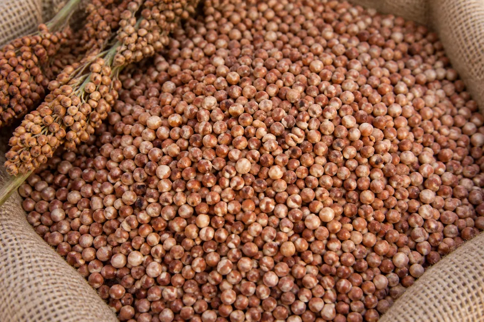 Representative sorghum image.